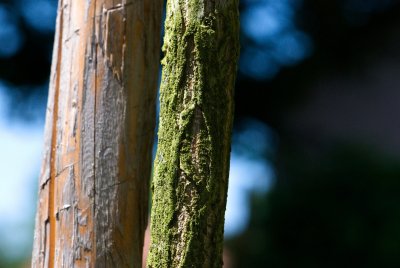 Ginkgo biloba 'Mariken' - jinan dvoulaločný - kůra